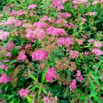 Tavoľník japonský (Spiraea japonica) ´NEON FLASH´ - výška 30-40 cm, kont. C3L